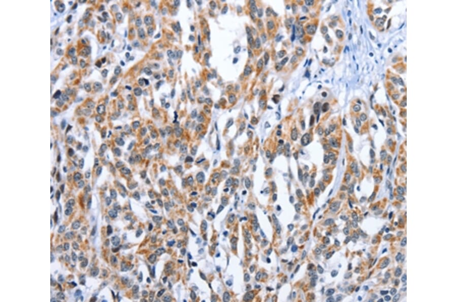 Immunohistochemistry - EDN3 Antibody from Signalway Antibody (35733) - Antibodies.com