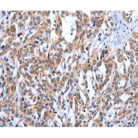 Immunohistochemistry - EDN3 Antibody from Signalway Antibody (35733) - Antibodies.com