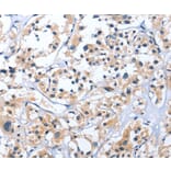 Immunohistochemistry - EDN3 Antibody from Signalway Antibody (35733) - Antibodies.com