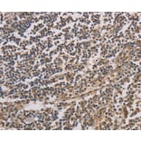 Immunohistochemistry - HSF1 Antibody from Signalway Antibody (35770) - Antibodies.com