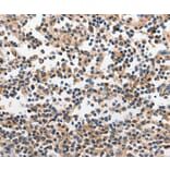 Immunohistochemistry - INHA Antibody from Signalway Antibody (35780) - Antibodies.com