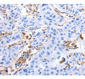 Immunohistochemistry - MFN1 Antibody from Signalway Antibody (35813) - Antibodies.com