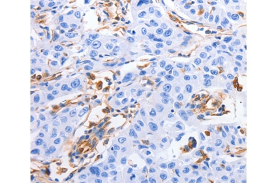 Immunohistochemistry - MFN1 Antibody from Signalway Antibody (35813) - Antibodies.com