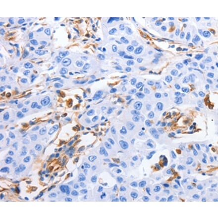 Immunohistochemistry - MFN1 Antibody from Signalway Antibody (35813) - Antibodies.com