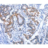 Immunohistochemistry - MYH1 Antibody from Signalway Antibody (35828) - Antibodies.com