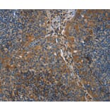 Immunohistochemistry - NRN1 Antibody from Signalway Antibody (35833) - Antibodies.com