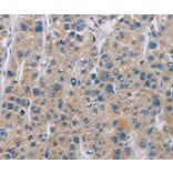 Immunohistochemistry - NME5 Antibody from Signalway Antibody (35842) - Antibodies.com