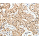 Immunohistochemistry - PAX7 Antibody from Signalway Antibody (35869) - Antibodies.com