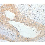 Immunohistochemistry - PRPH Antibody from Signalway Antibody (35875) - Antibodies.com