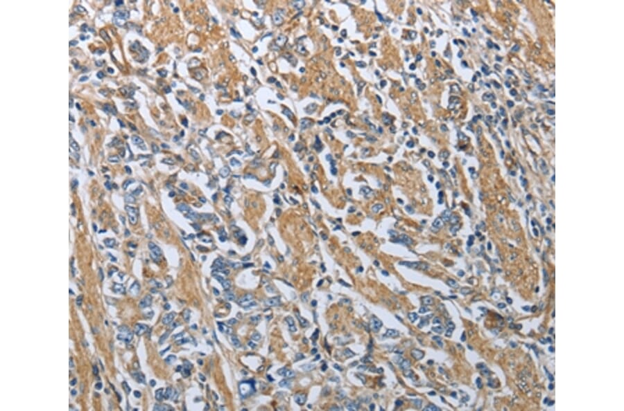 Immunohistochemistry - RETN Antibody from Signalway Antibody (35904) - Antibodies.com