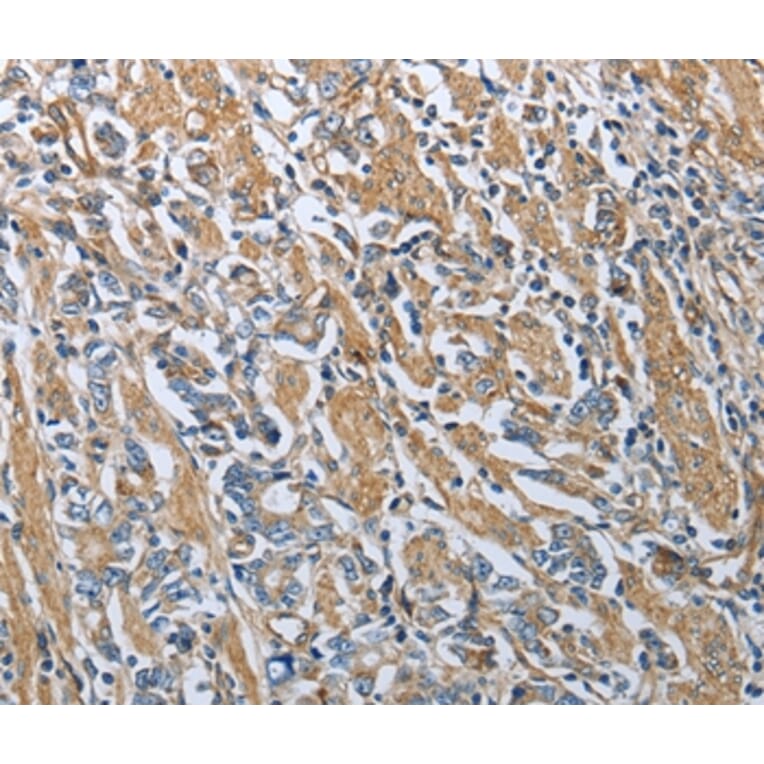 Immunohistochemistry - RETN Antibody from Signalway Antibody (35904) - Antibodies.com