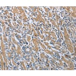 Immunohistochemistry - RETN Antibody from Signalway Antibody (35904) - Antibodies.com