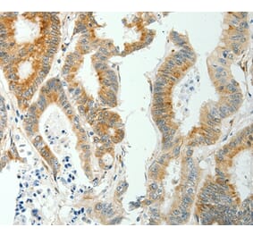 Immunohistochemistry - SELM Antibody from Signalway Antibody (35911) - Antibodies.com