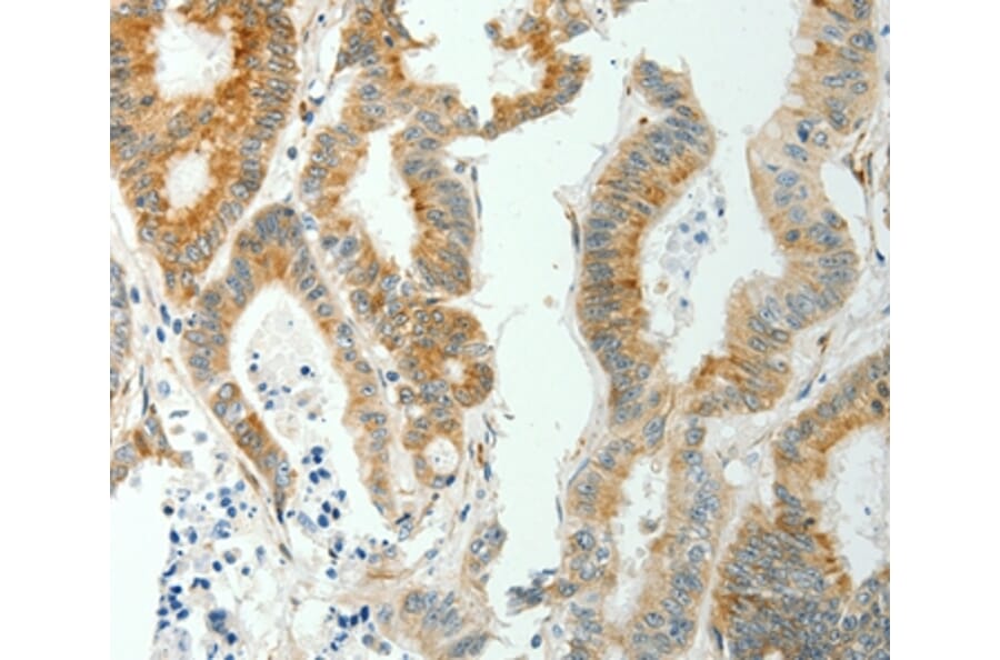 Immunohistochemistry - SELM Antibody from Signalway Antibody (35911) - Antibodies.com