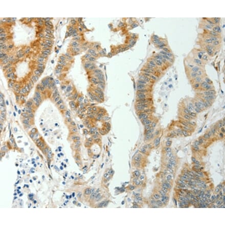 Immunohistochemistry - SELM Antibody from Signalway Antibody (35911) - Antibodies.com