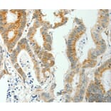 Immunohistochemistry - SELM Antibody from Signalway Antibody (35911) - Antibodies.com