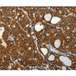 Immunohistochemistry - SELM Antibody from Signalway Antibody (35911) - Antibodies.com