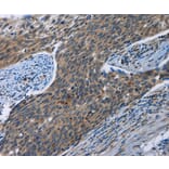 Immunohistochemistry - SYT3 Antibody from Signalway Antibody (35934) - Antibodies.com