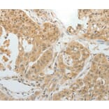 Immunohistochemistry - MAP4 Antibody from Signalway Antibody (35949) - Antibodies.com