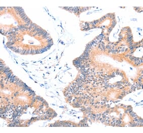 Immunohistochemistry - AOC1 Antibody from Signalway Antibody (36012) - Antibodies.com