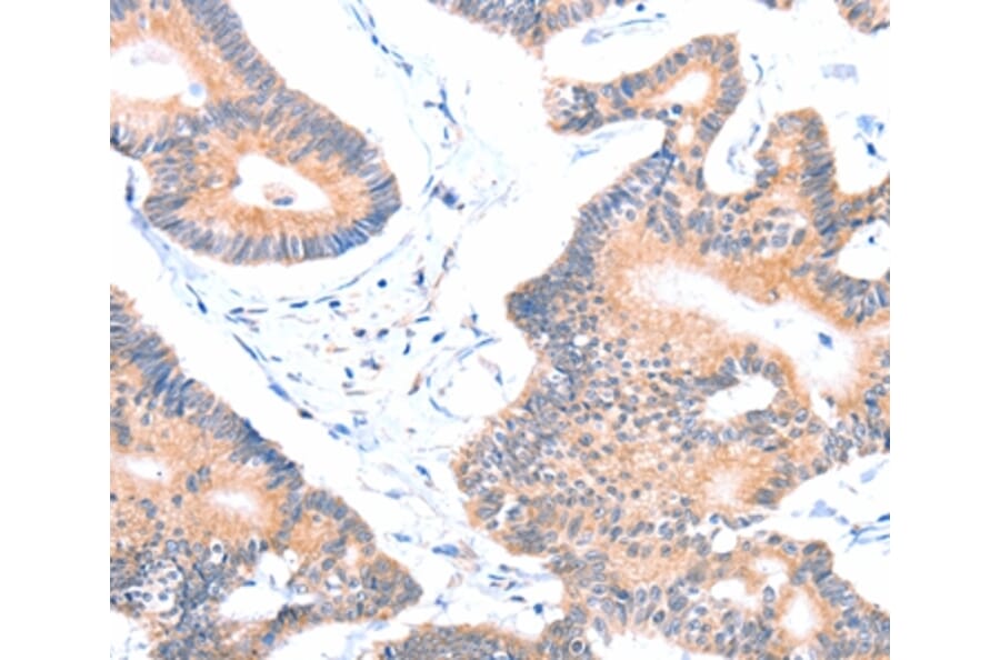 Immunohistochemistry - AOC1 Antibody from Signalway Antibody (36012) - Antibodies.com