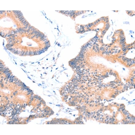 Immunohistochemistry - AOC1 Antibody from Signalway Antibody (36012) - Antibodies.com