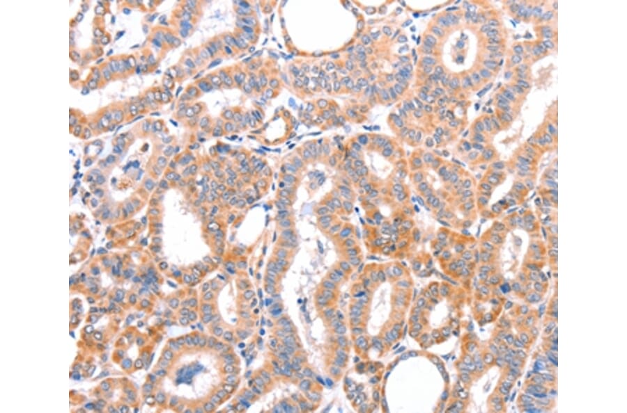 Immunohistochemistry - AOC1 Antibody from Signalway Antibody (36012) - Antibodies.com