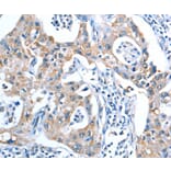 Immunohistochemistry - ADSL Antibody from Signalway Antibody (36051) - Antibodies.com