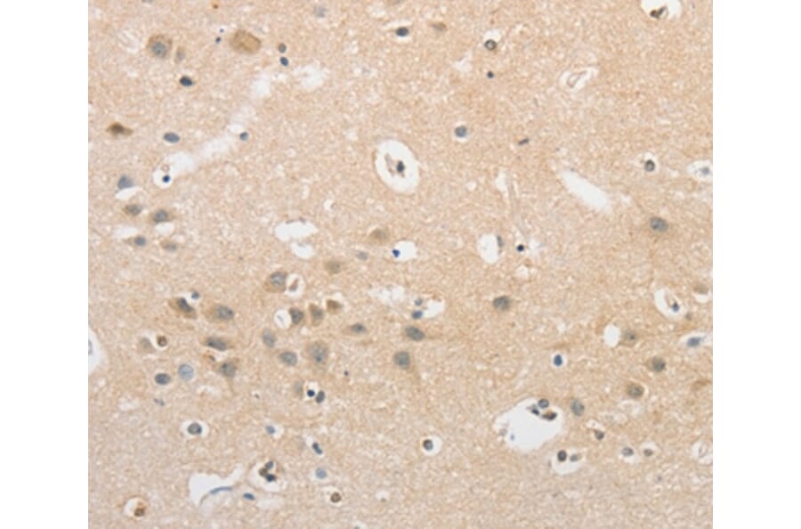 Immunohistochemistry - APLF Antibody from Signalway Antibody (36118) - Antibodies.com
