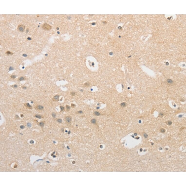 Immunohistochemistry - APLF Antibody from Signalway Antibody (36118) - Antibodies.com
