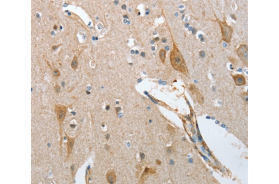 Immunohistochemistry - NOL3 Antibody from Signalway Antibody (36121) - Antibodies.com