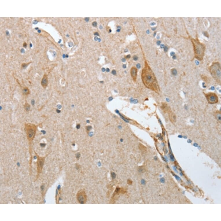 Immunohistochemistry - NOL3 Antibody from Signalway Antibody (36121) - Antibodies.com