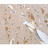Immunohistochemistry - NOL3 Antibody from Signalway Antibody (36121) - Antibodies.com