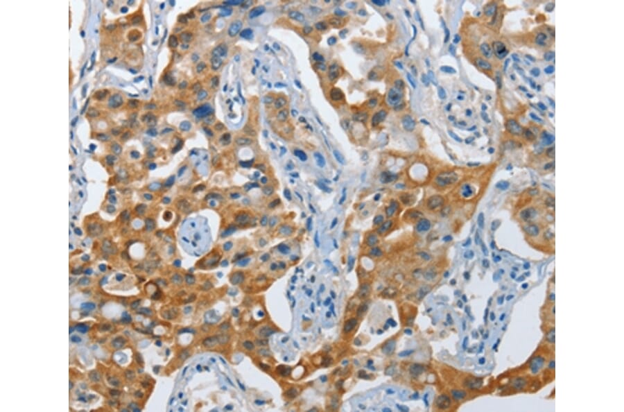 Immunohistochemistry - NOL3 Antibody from Signalway Antibody (36121) - Antibodies.com