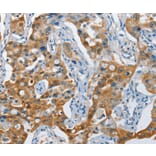 Immunohistochemistry - NOL3 Antibody from Signalway Antibody (36121) - Antibodies.com