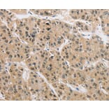 Immunohistochemistry - AMZ2 Antibody from Signalway Antibody (36126) - Antibodies.com