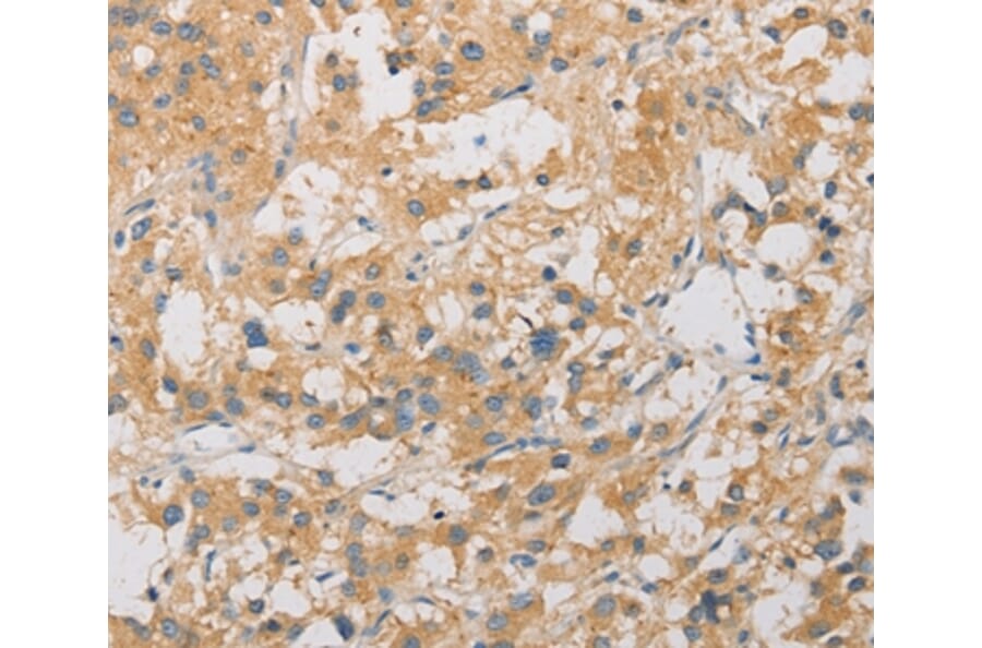 Immunohistochemistry - ARSG Antibody from Signalway Antibody (36153) - Antibodies.com