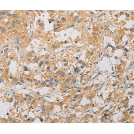 Immunohistochemistry - ARSG Antibody from Signalway Antibody (36153) - Antibodies.com
