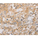 Immunohistochemistry - ARSG Antibody from Signalway Antibody (36153) - Antibodies.com