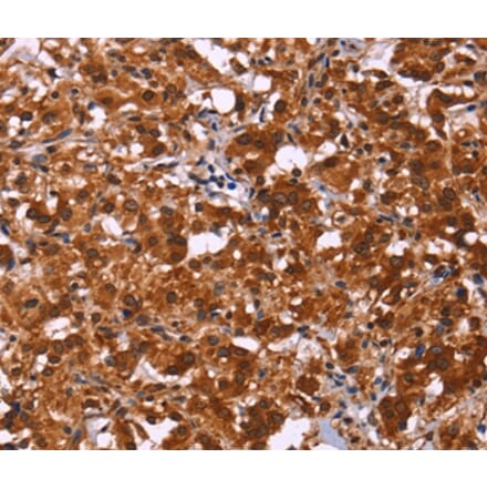 Immunohistochemistry - ART5 Antibody from Signalway Antibody (36155) - Antibodies.com