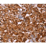 Immunohistochemistry - ART5 Antibody from Signalway Antibody (36155) - Antibodies.com