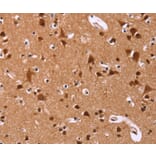 Immunohistochemistry - ART5 Antibody from Signalway Antibody (36155) - Antibodies.com