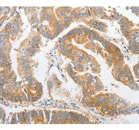 Immunohistochemistry - ALPI Antibody from Signalway Antibody (36164) - Antibodies.com