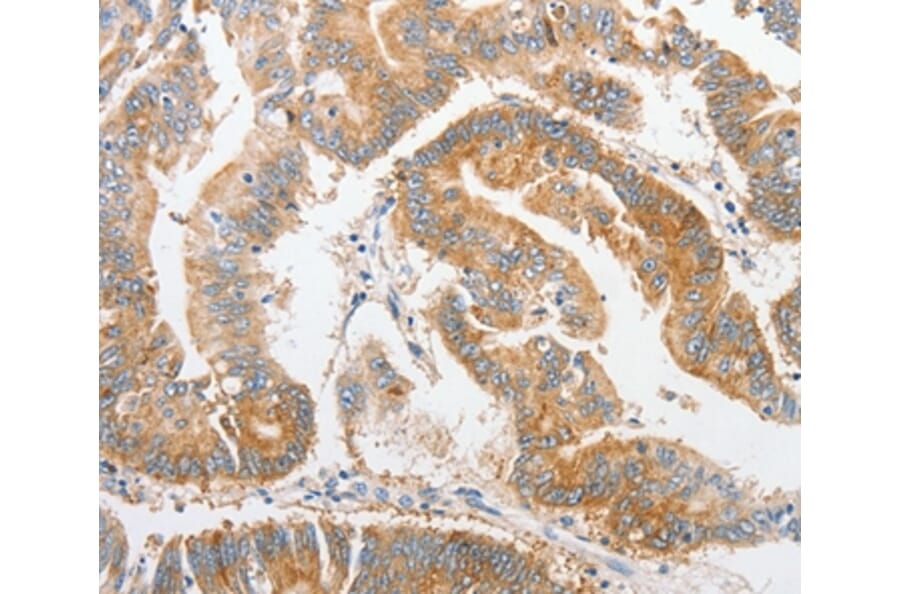 Immunohistochemistry - ALPI Antibody from Signalway Antibody (36164) - Antibodies.com