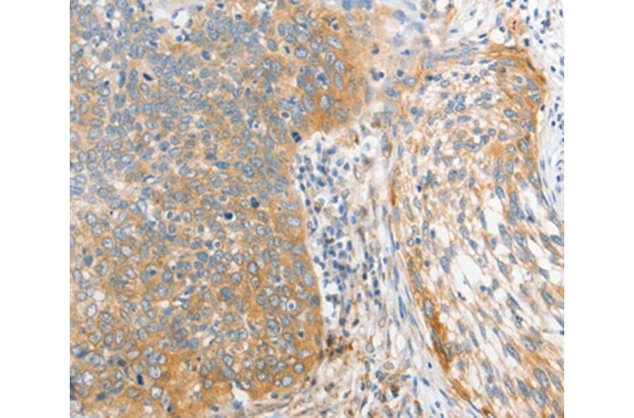 Immunohistochemistry - ALPI Antibody from Signalway Antibody (36164) - Antibodies.com
