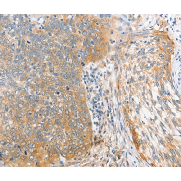 Immunohistochemistry - ALPI Antibody from Signalway Antibody (36164) - Antibodies.com