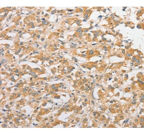 Immunohistochemistry - TLR5 Antibody from Signalway Antibody (36165) - Antibodies.com