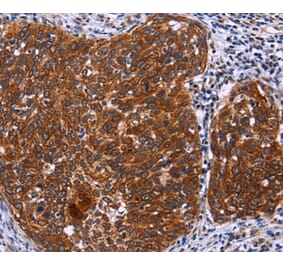 Immunohistochemistry - USP2 Antibody from Signalway Antibody (36169) - Antibodies.com