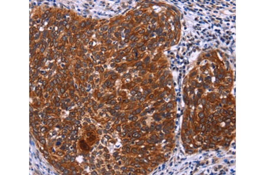Immunohistochemistry - USP2 Antibody from Signalway Antibody (36169) - Antibodies.com