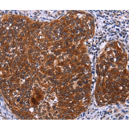 Immunohistochemistry - USP2 Antibody from Signalway Antibody (36169) - Antibodies.com